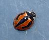 Coccinella miranda